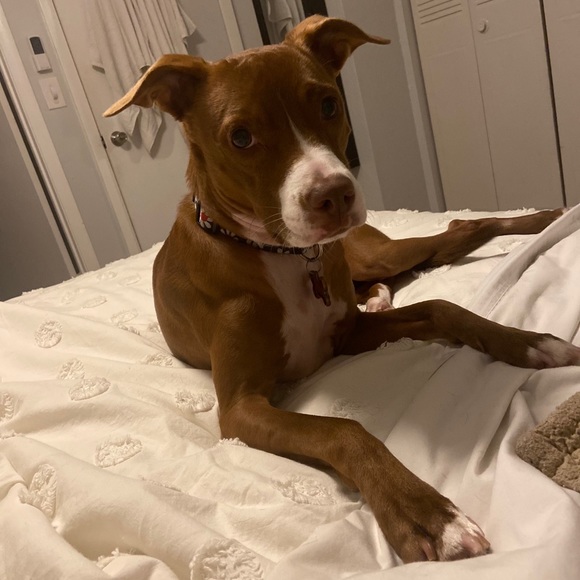 Meet your Posher, Andrea m - Picture 1 of 1